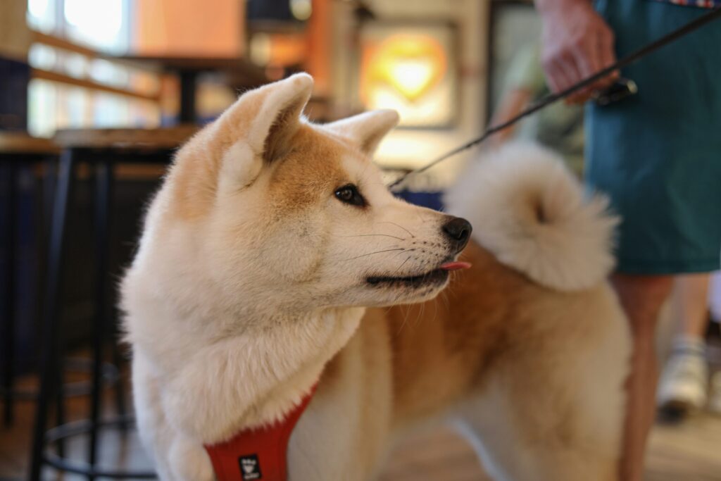 秋田犬