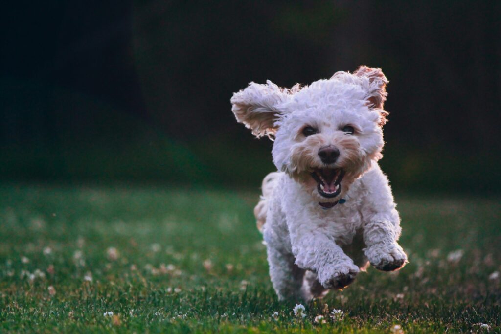 走る犬