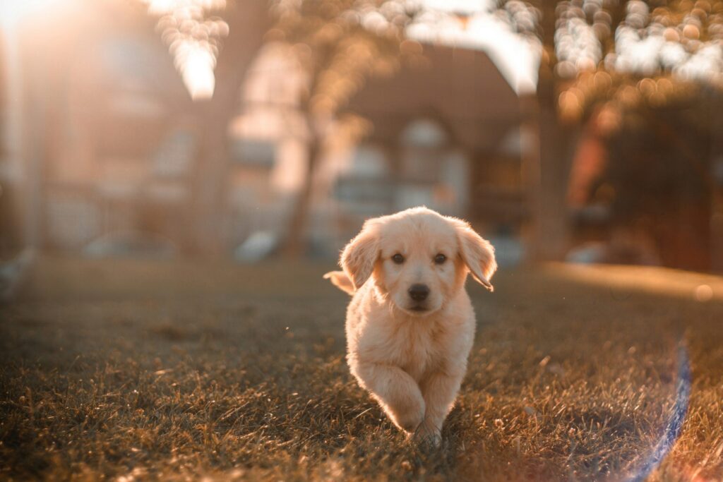子犬