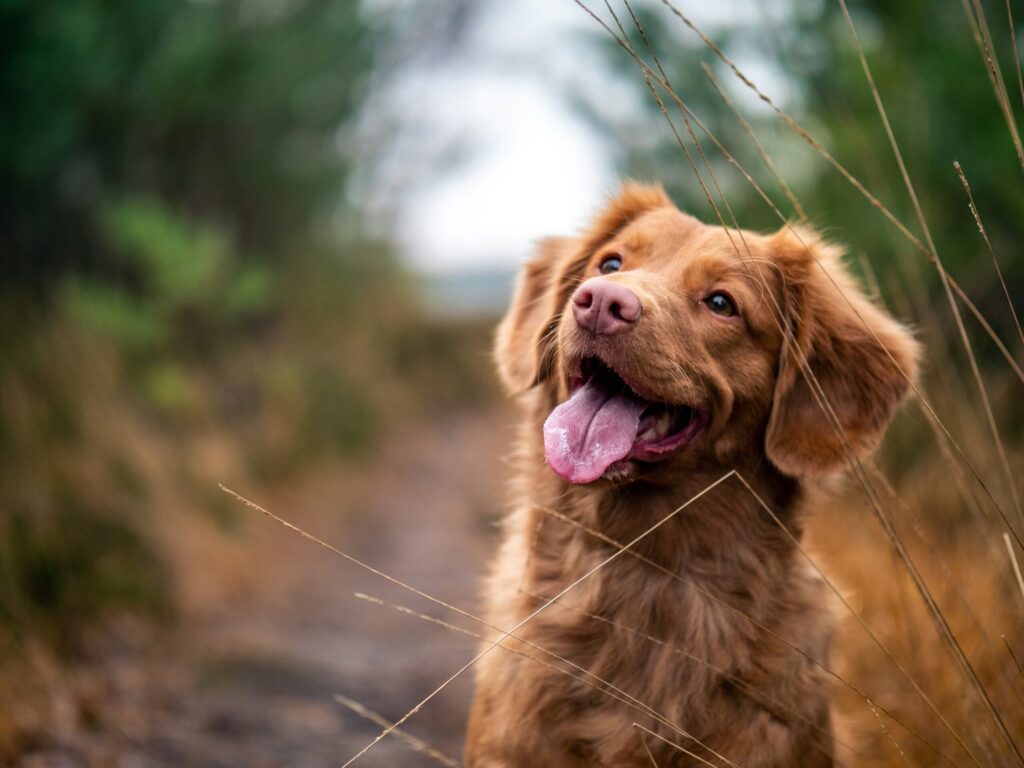 茶色い犬
